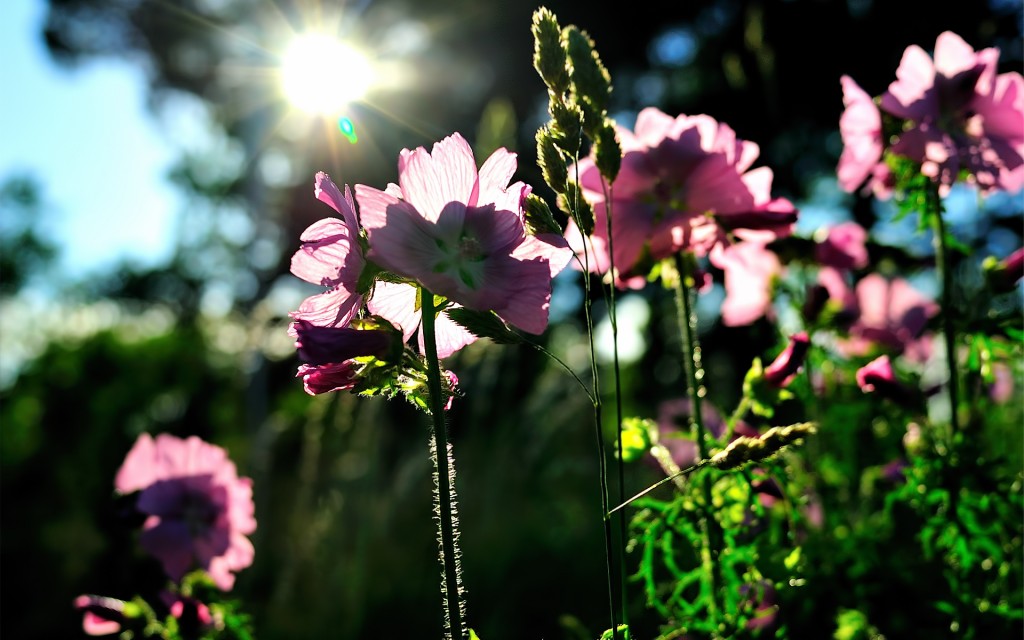 Flowers