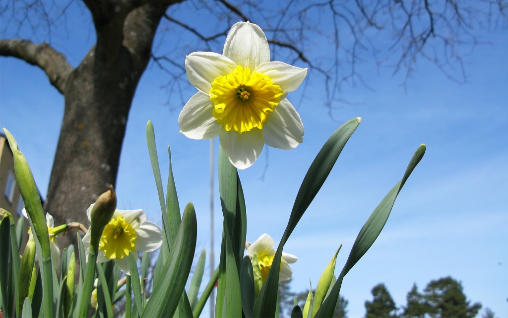 Spring Daffodil