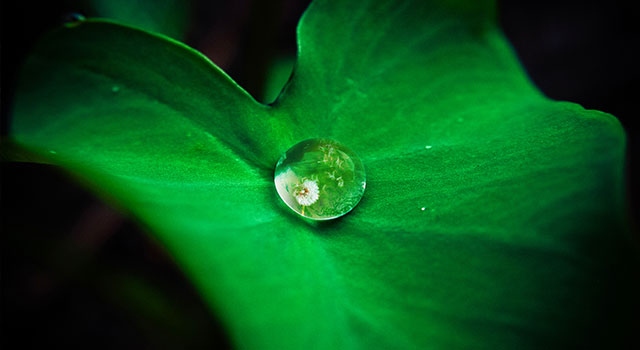 ab-blog-image-leaf